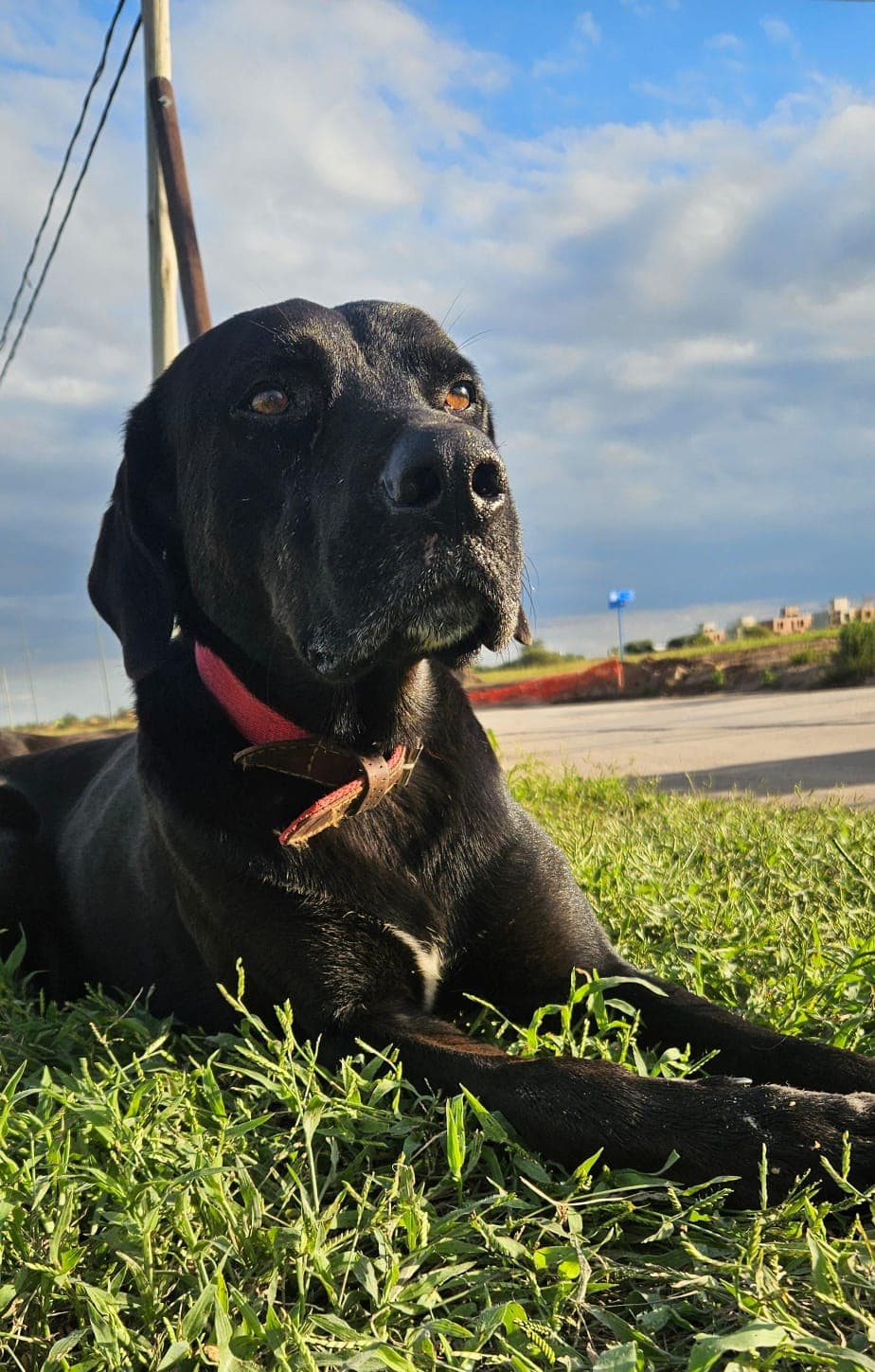 Jack