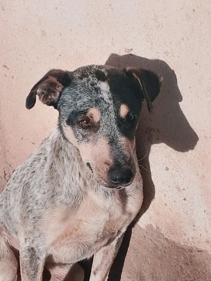 MANCHITA